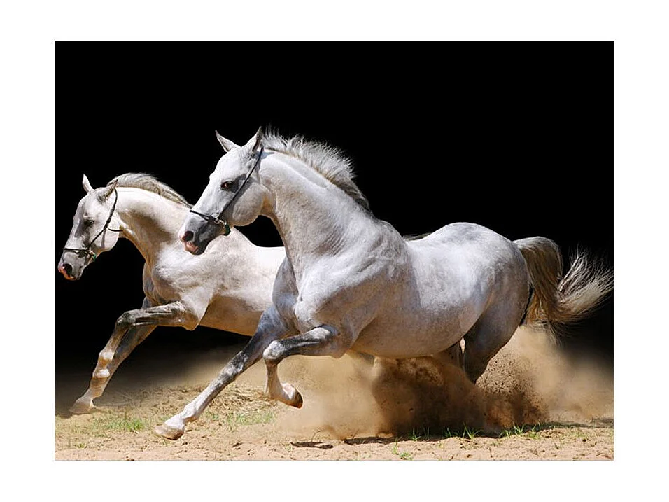 Papier Peint "Chevaux au Galop sur du Sable" 270 x 350 cm