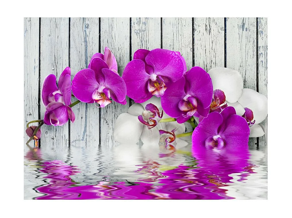 Papier Peint "Violet Orchids with Water Reflexion" 231 x 300 cm