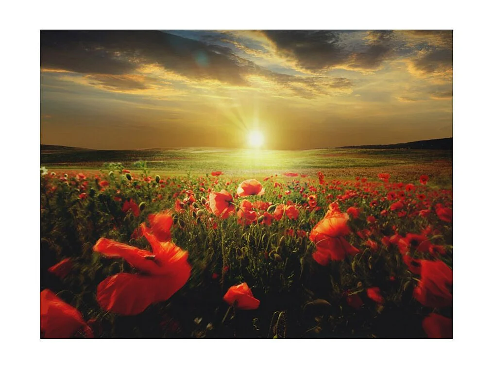 Papier Peint "Morning on the Poppy Meadow" 270 x 350 cm