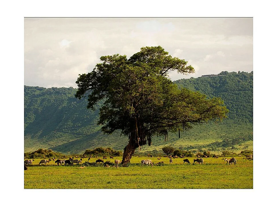 Papier Peint "In a Crater of Ngoro Ngoro" 193 x 250 cm