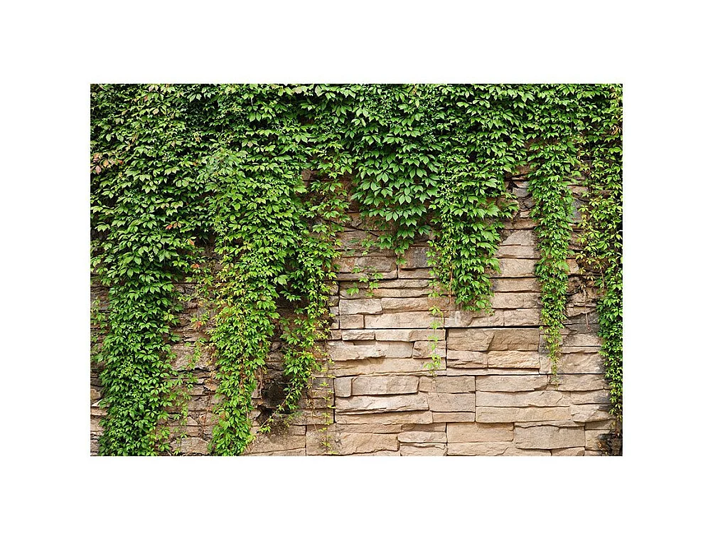 Papier Peint "Mur de Lierre" 105 x 150 cm