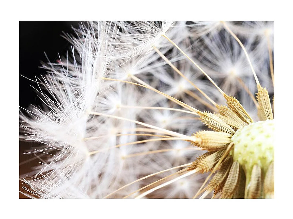 Papier Peint "Fluffy Dandelion" 140 x 200 cm