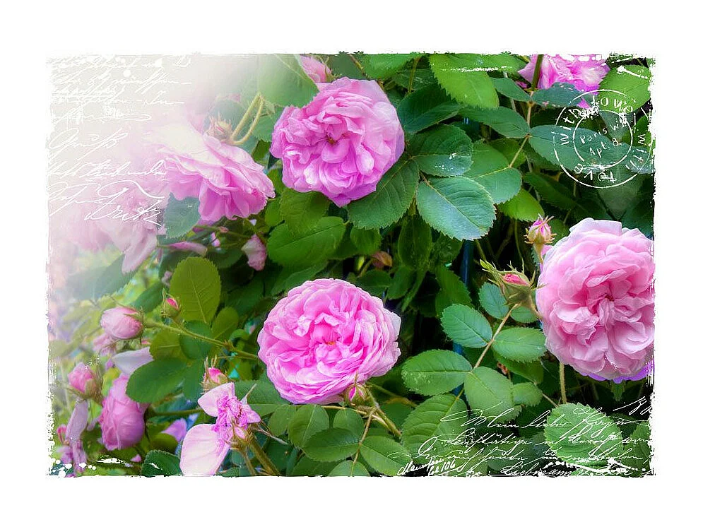 Papier Peint "Summer Garden" 70 x 100 cm