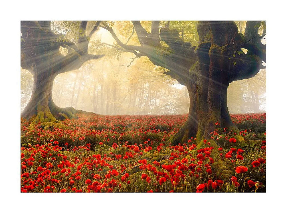 Papier Peint "Morning Among Poppies" 105 x 150 cm