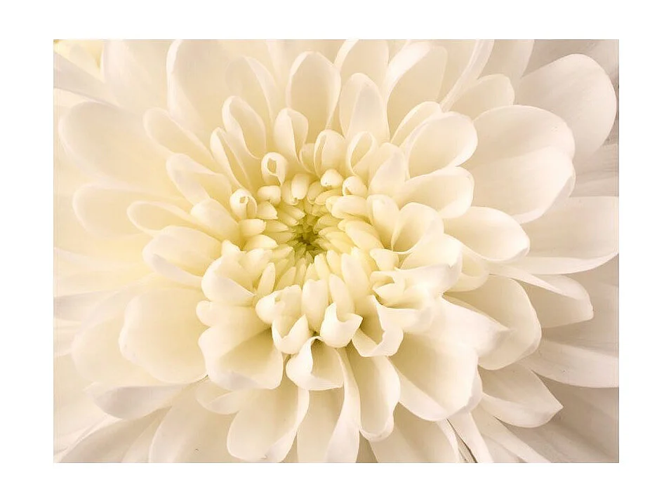 Papier Peint "Dahlia Blanc" 193 x 250 cm