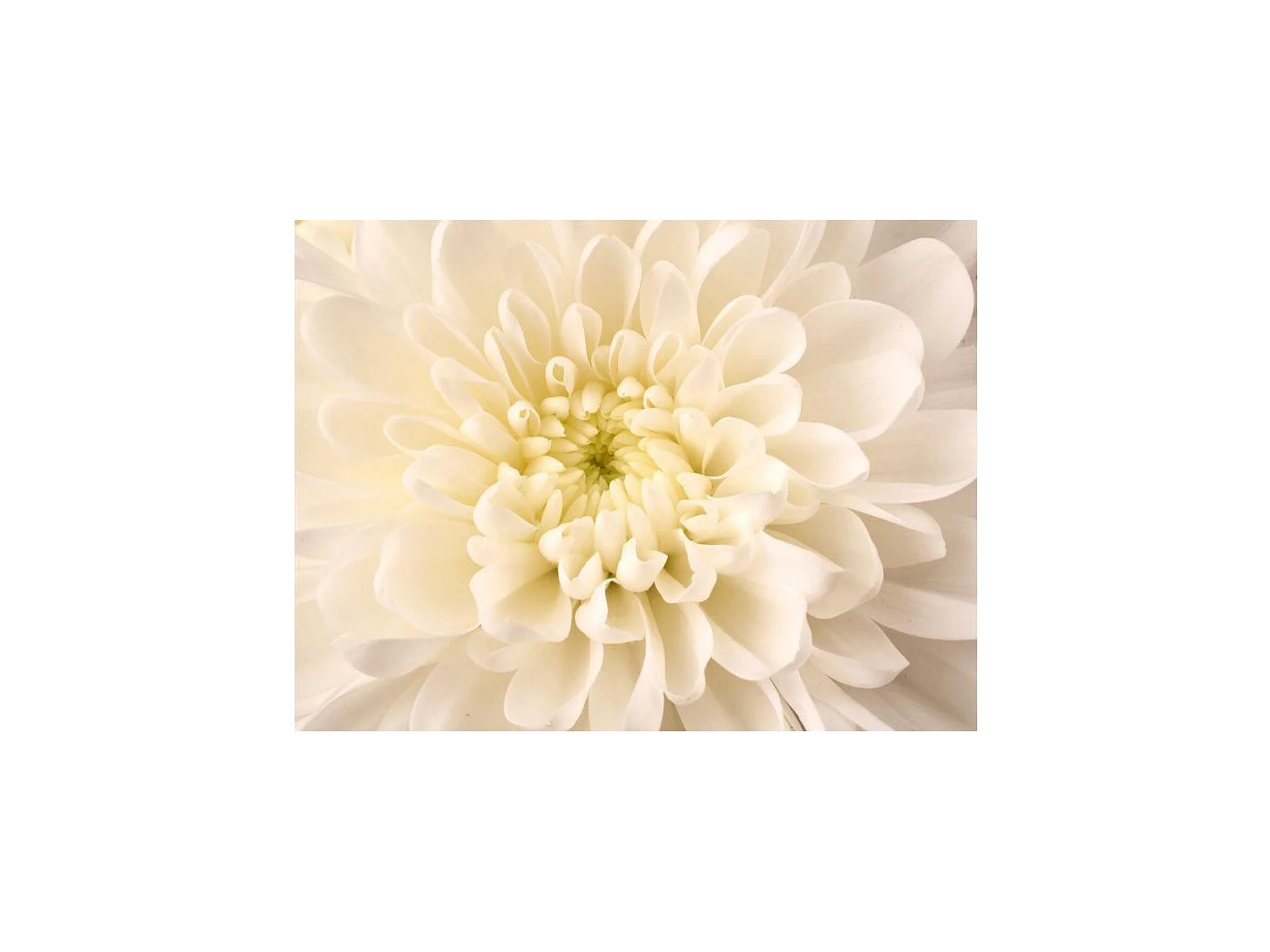 Papier Peint "Dahlia Blanc" 193 x 250 cm