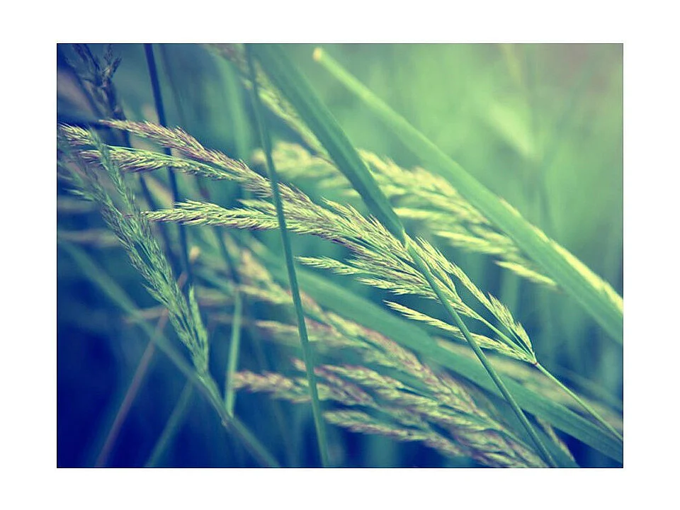 Papier Peint "Cereal Field" 154 x 200 cm