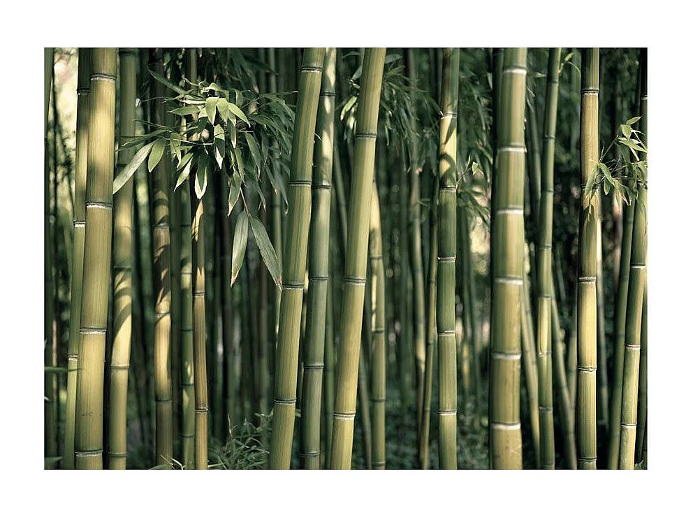 Papier Peint "Bamboo Exotic" 140 x 200 cm