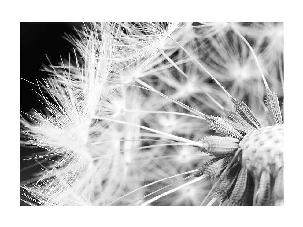 Papier Peint "Pissenlit en Noir & Blanc" 210 x 300 cm