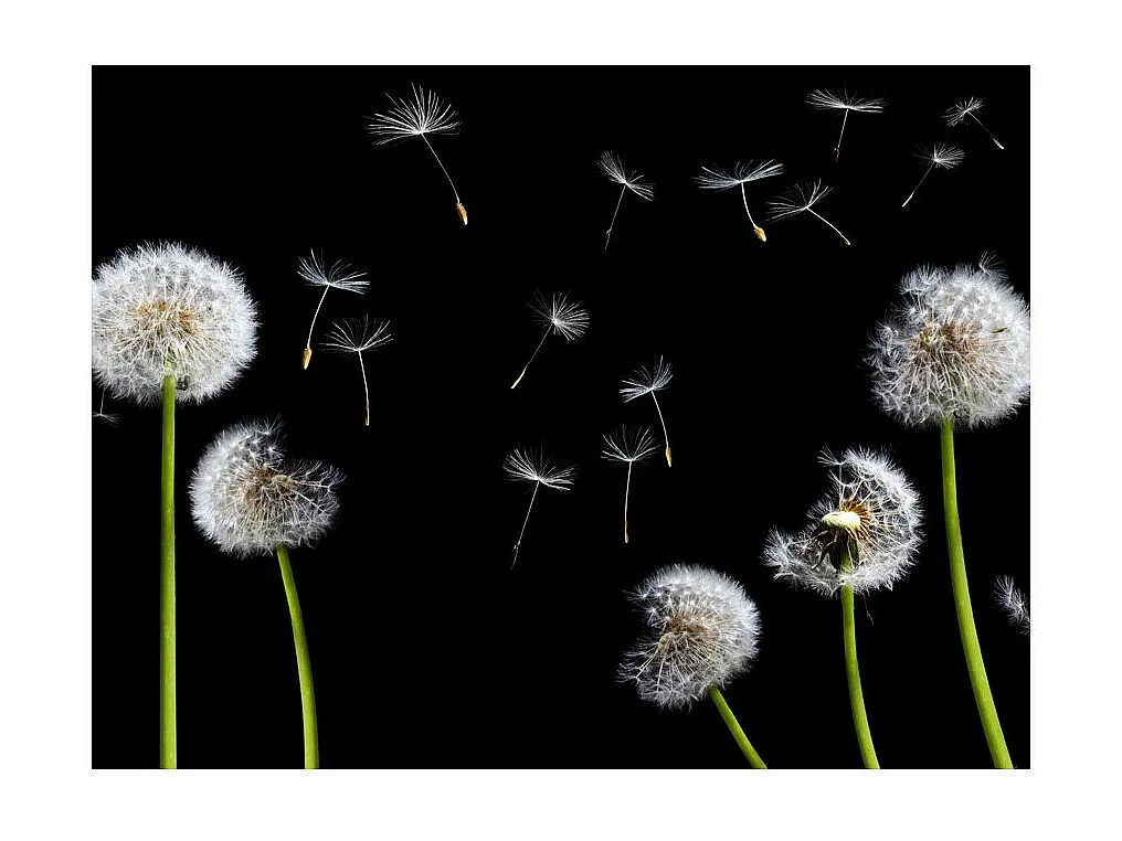 Papier Peint "Pissenlits au Vent" 154 x 200 cm