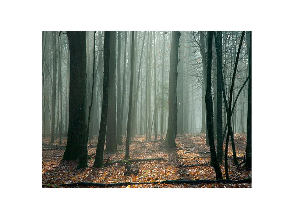 Papier Peint "Witches' Forest" 154 x 200 cm