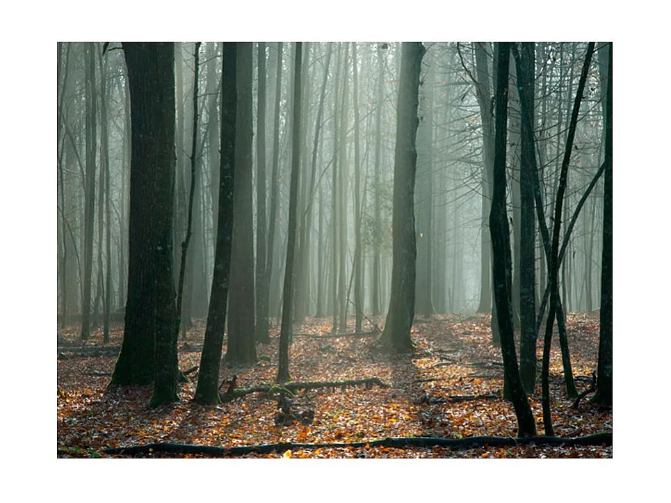 Papier Peint "Witches' Forest" 154 x 200 cm