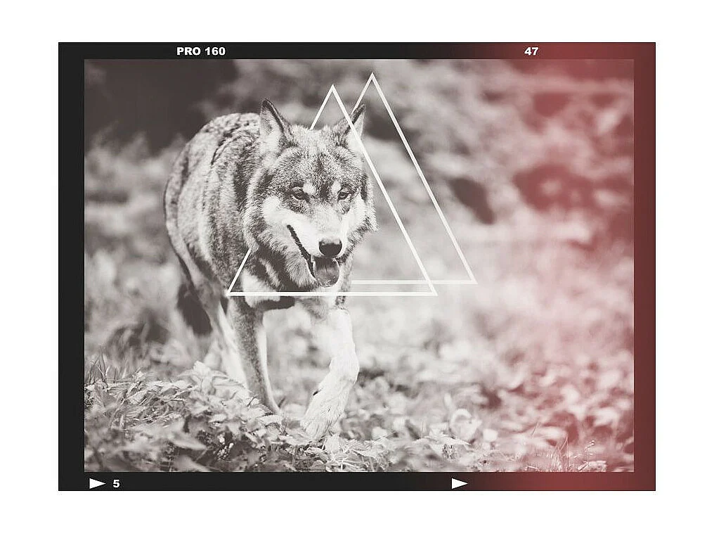 Papier Peint "Loup Photographie" 270 x 350 cm