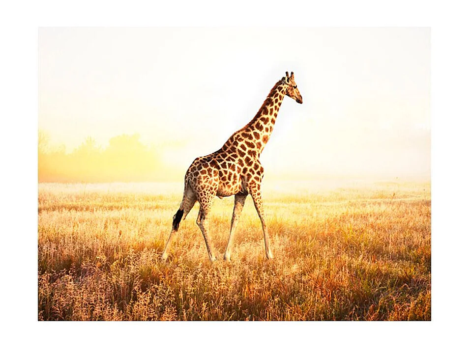 Papier Peint "Girafe Promenade" 270 x 350 cm