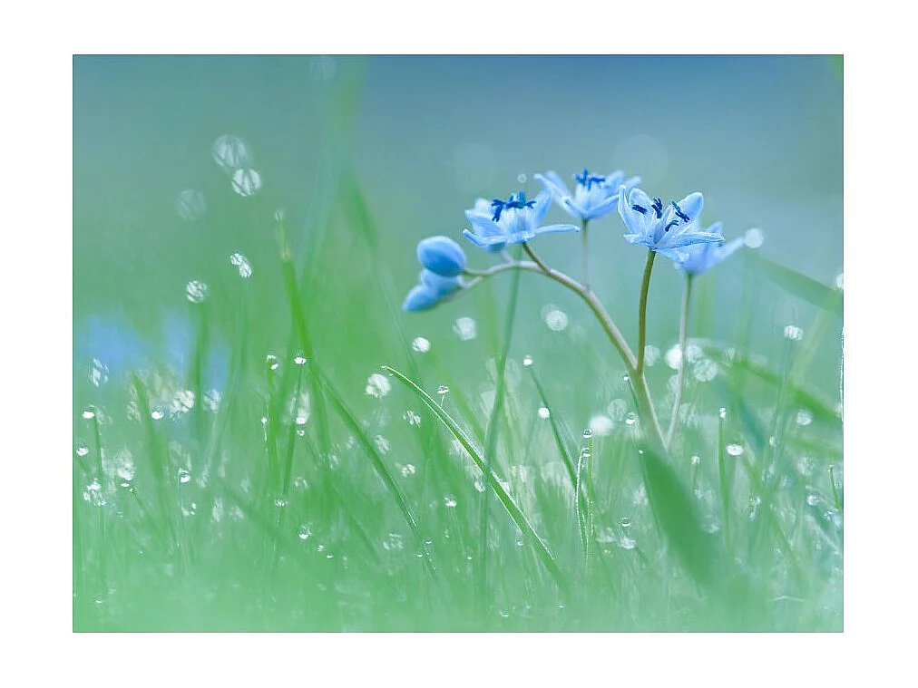Papier Peint "Prairie dans la Lumière du Matin" 154 x 200 cm