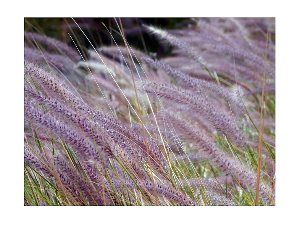 Papier Peint "Dans un Champ D'herbes Folles" 193 x 250 cm