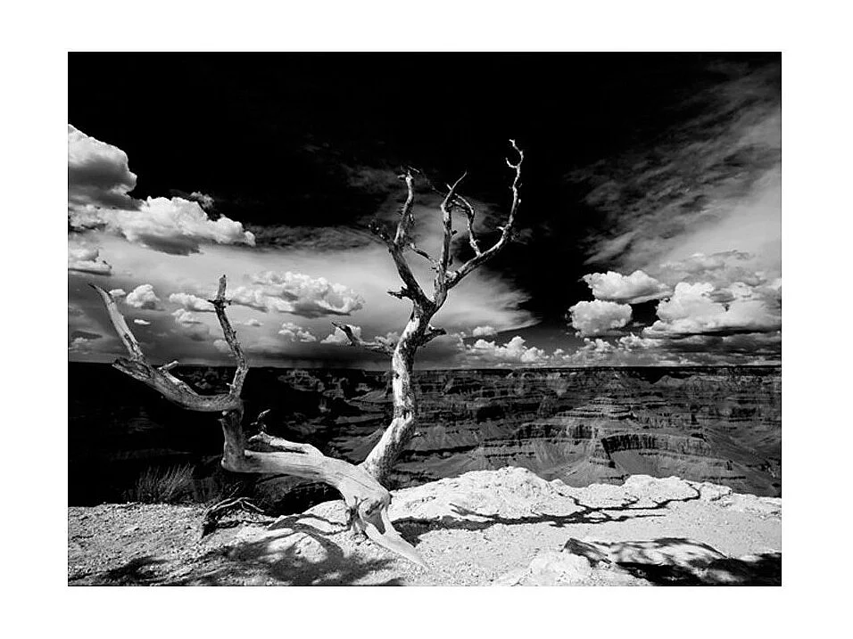 Papier Peint "Arbre au Grand Canyon, Arizona" 270 x 350 cm
