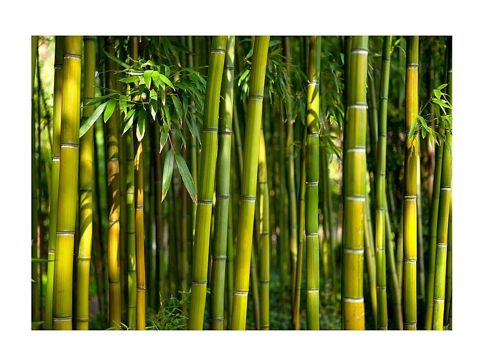 Papier Peint "Oriental Garden" 140 x 200 cm