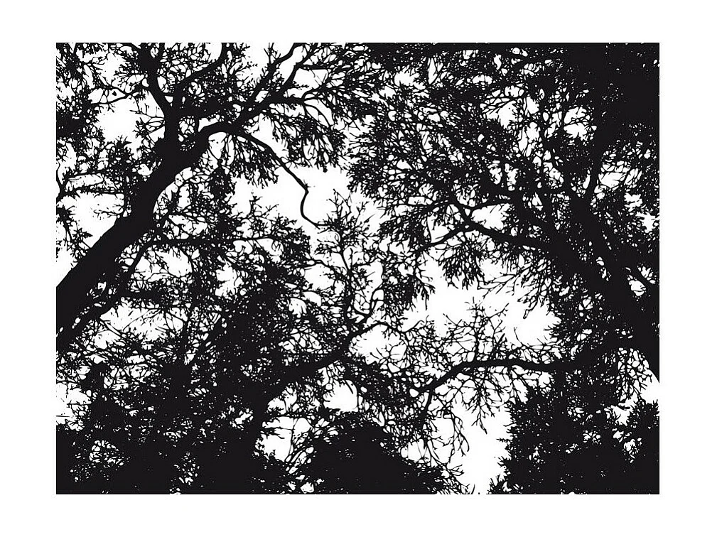 Papier Peint "Bleak Forest" 231 x 300 cm