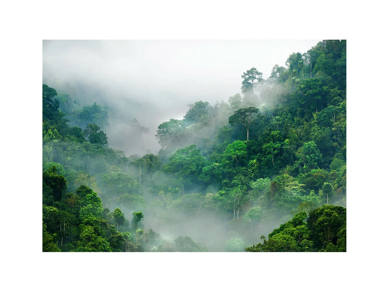 Papier Peint "Morning Fog" 245 x 350 cm