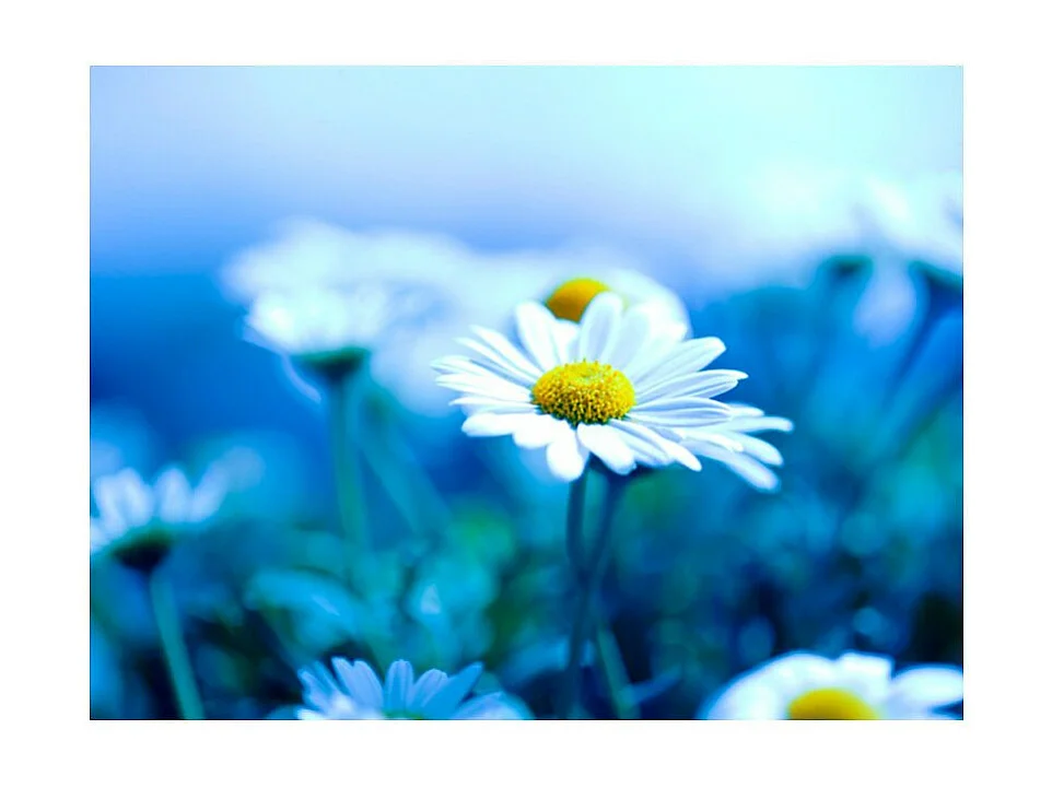 Papier Peint "Marguerite sur une Prairie Bleue" 231 x 300 cm