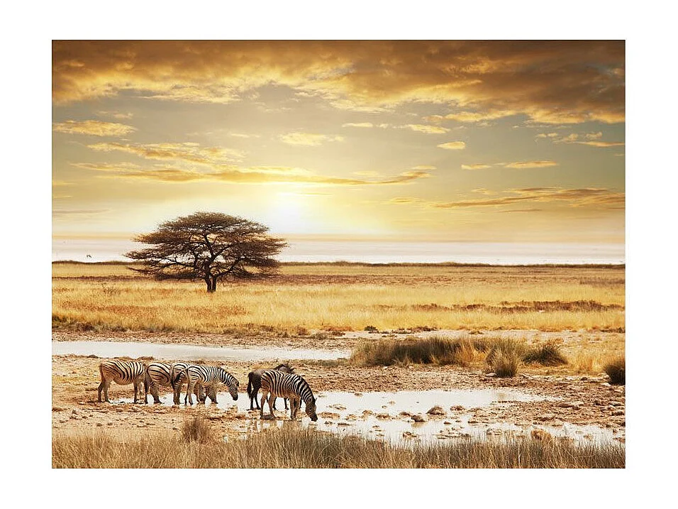 Papier Peint "Zèbres Africains à l'abreuvoir" 270 x 350 cm