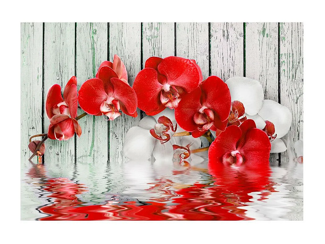 Papier Peint "Ruby Orchid" 210 x 300 cm