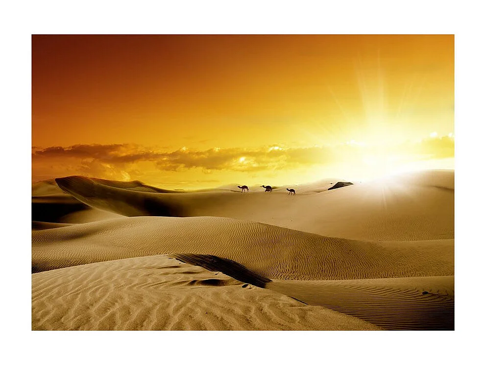 Papier Peint "March of Camels" 245 x 350 cm