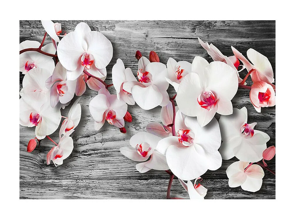 Papier Peint "Callous Orchids" 175 x 250 cm