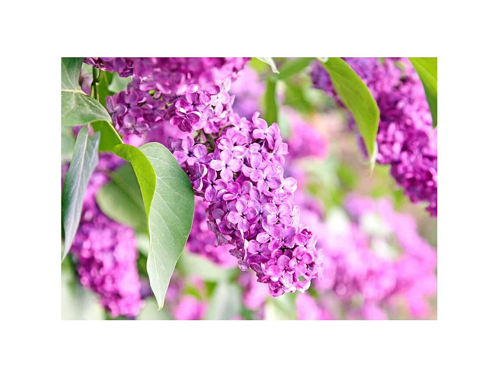 Papier Peint "Lilac Flowers" 105 x 150 cm