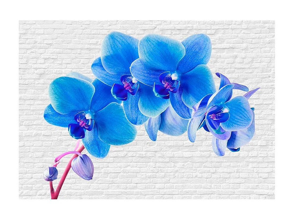 Papier Peint "Blue Excitation" 105 x 150 cm