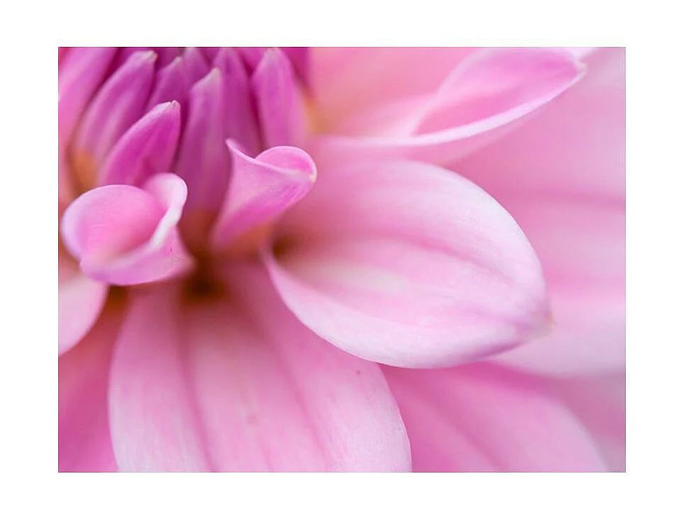 Papier Peint "Pétales de Fleur Dahlia" 231 x 300 cm