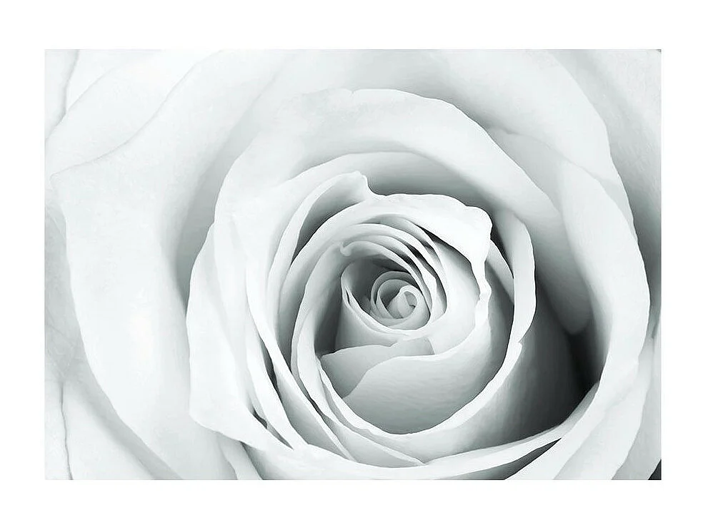 Papier Peint "Rose Charade" 245 x 350 cm