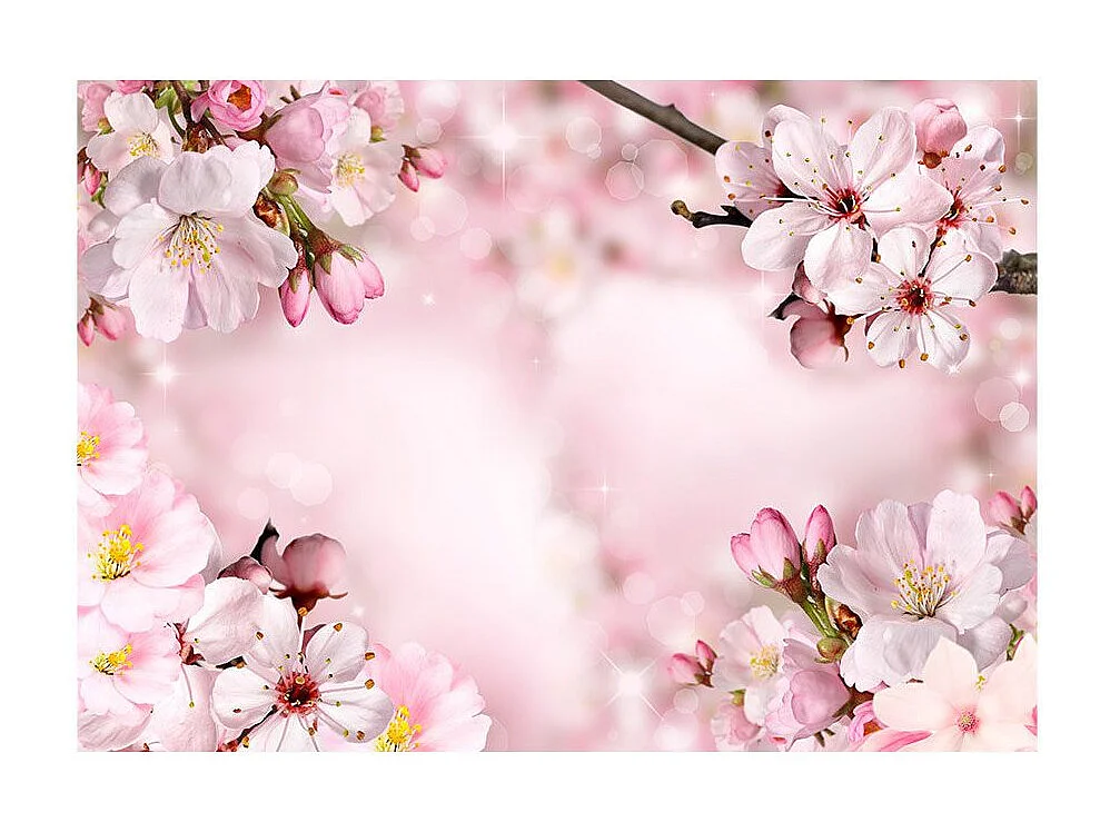 Papier Peint "Spring Cherry Blossom" 245 x 350 cm