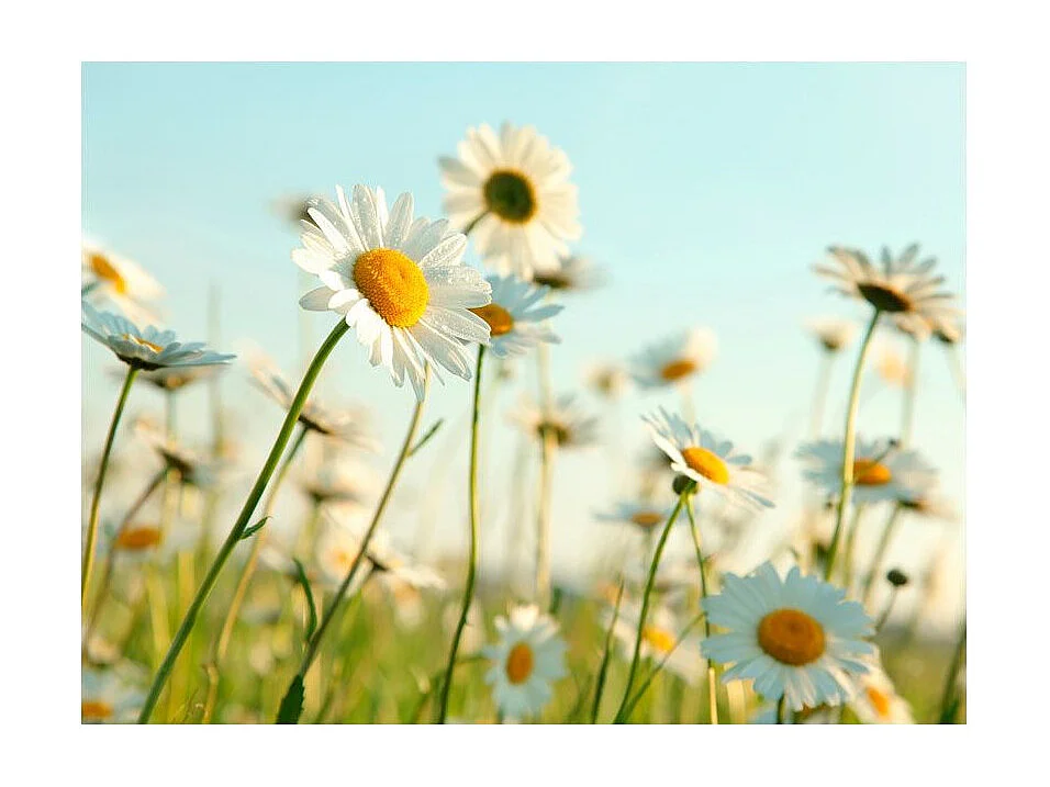 Papier Peint "Marguerites Prairie de Printemps" 231 x 300 cm
