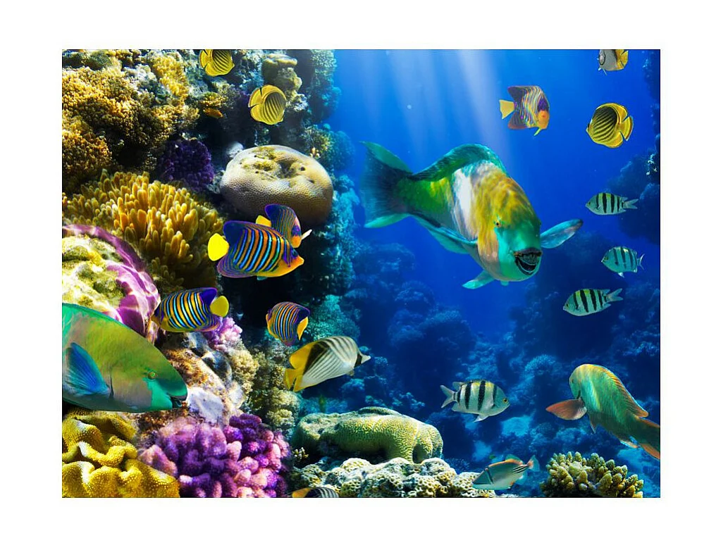 Papier Peint "Paradis Sous Marins" 270 x 350 cm