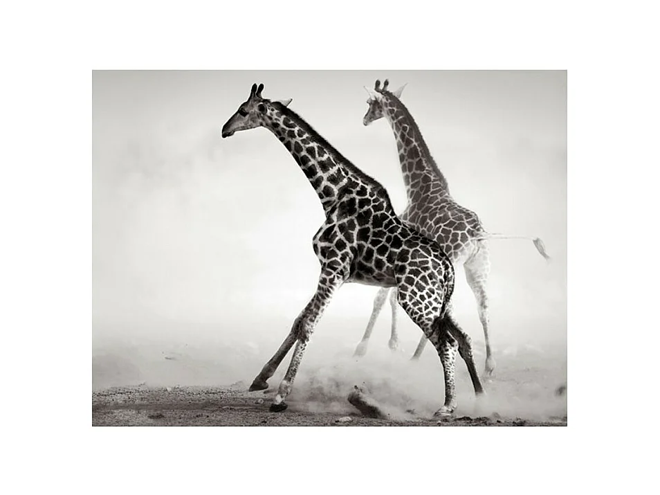 Papier Peint "Girafes" 154 x 200 cm