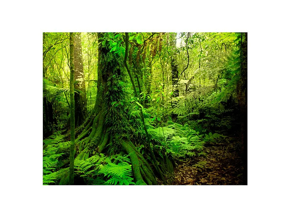 Papier Peint "Jungle" 154 x 200 cm