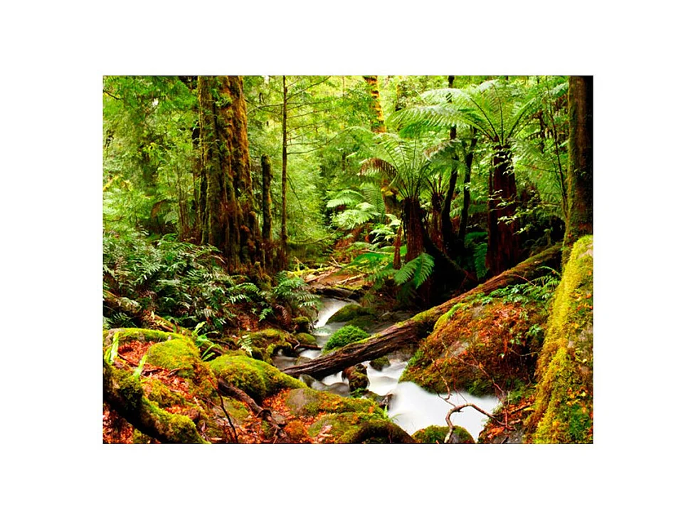 Papier Peint "Forêt Tropicale" 193 x 250 cm