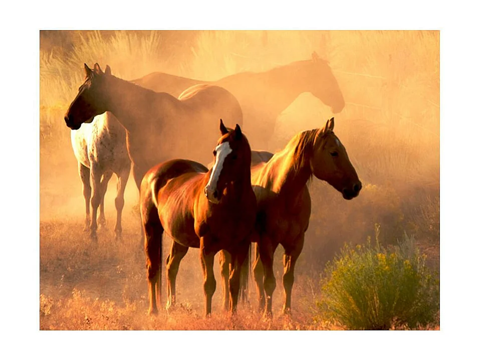 Papier Peint "Chevaux Sauvages en Pleine Steppe" 270 x 350 cm