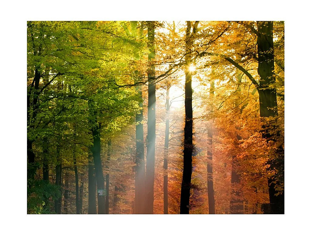 Papier Peint "Bel Automne" 154 x 200 cm