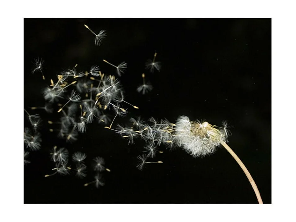 Papier Peint "Graines de Dent de Lion Emportées par le Vent" 193 x 250 cm