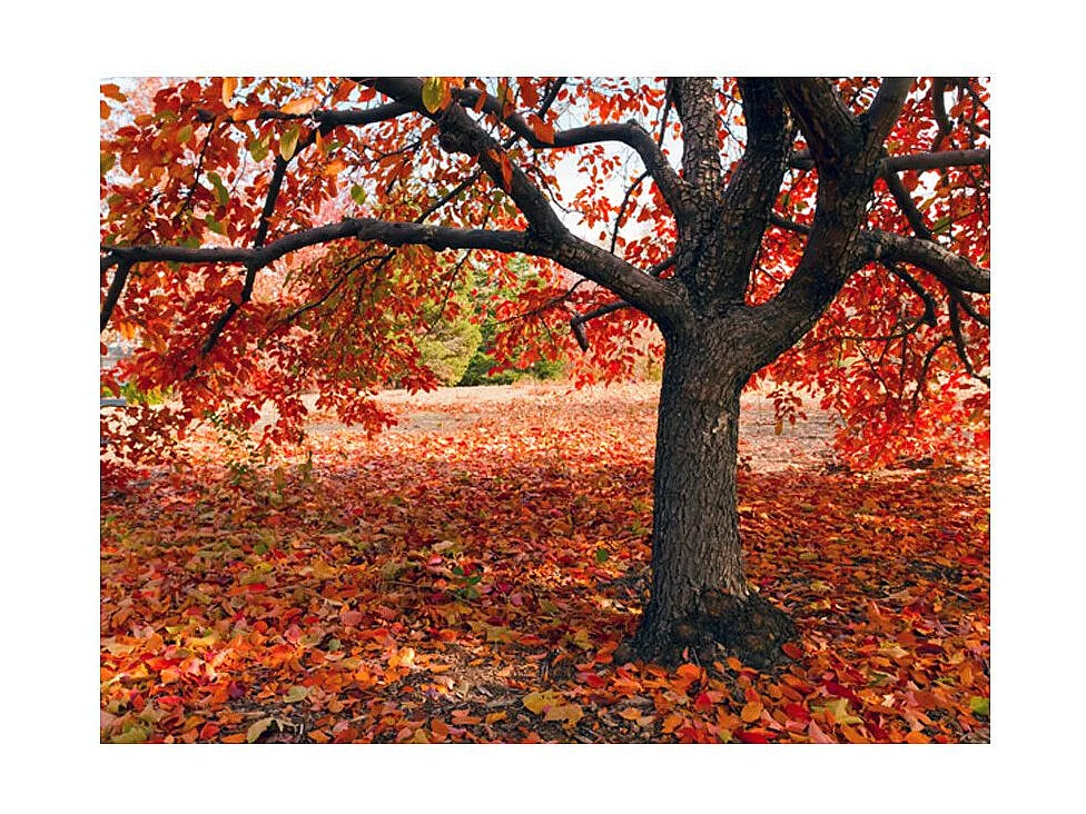 Papier Peint "Arbre D'automne" 193 x 250 cm