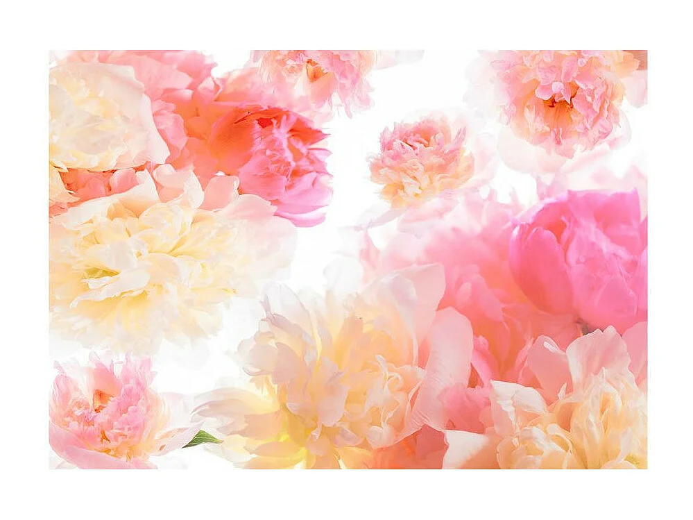 Papier Peint "Pastel Peonies" 105 x 150 cm