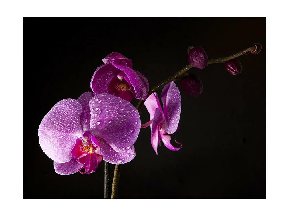 Papier Peint "De Bon Goût Orchidée" 231 x 300 cm