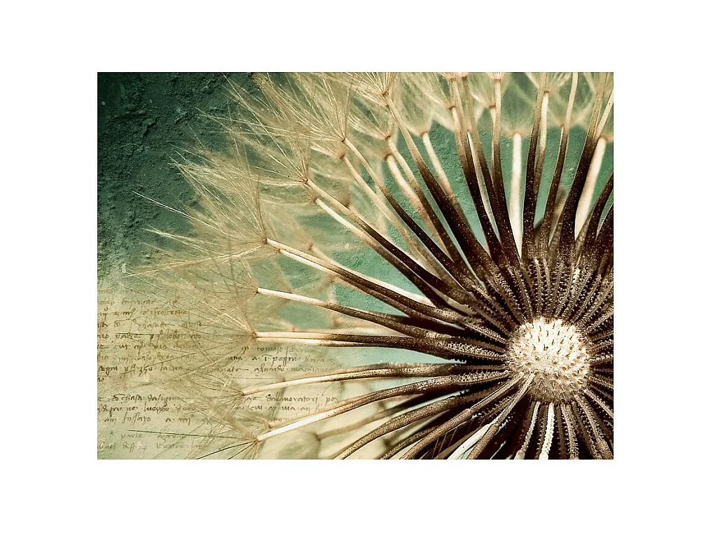 Papier Peint "Focus on Dandelion" 270 x 350 cm