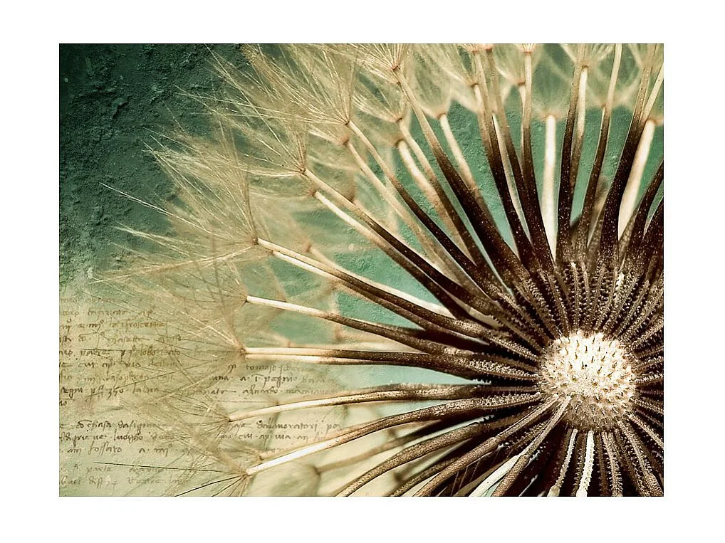 Papier Peint "Focus on Dandelion" 270 x 350 cm