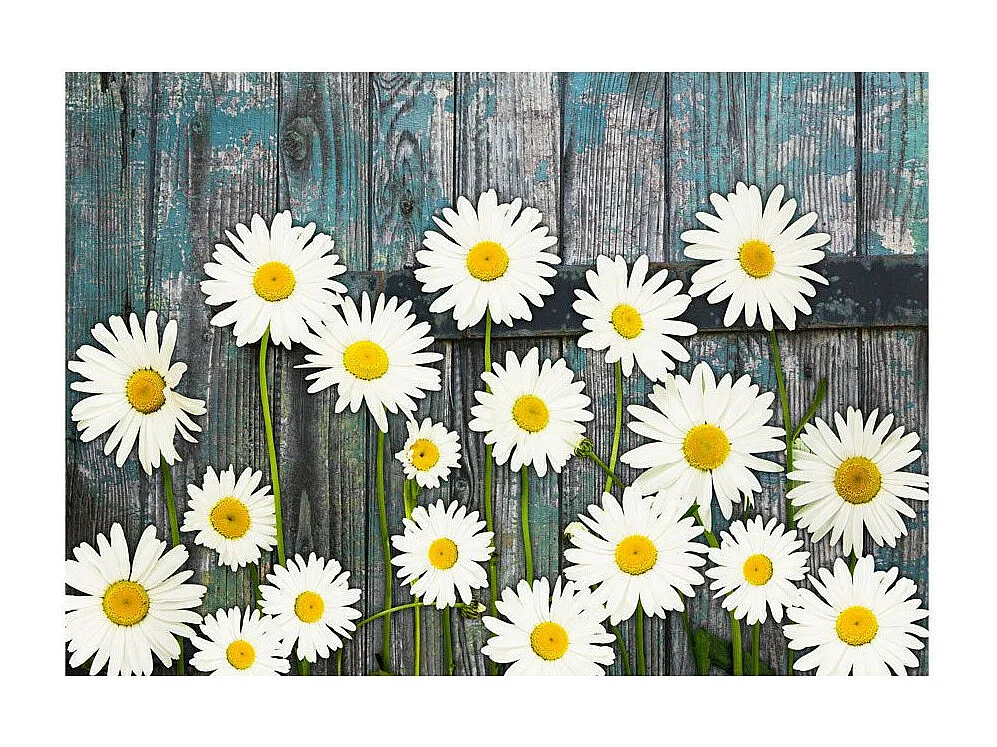 Papier Peint "Return To the Innocence" 210 x 300 cm