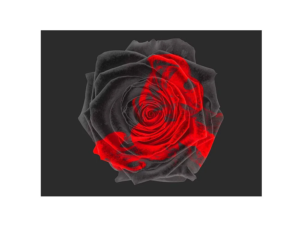 Papier Peint "Transformation" 231 x 300 cm