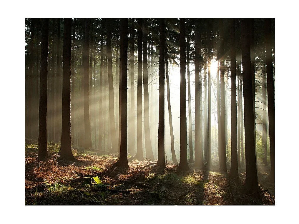Papier Peint "Forêt dans le Brouillard du Matin" 193 x 250 cm